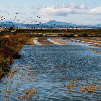 albufera