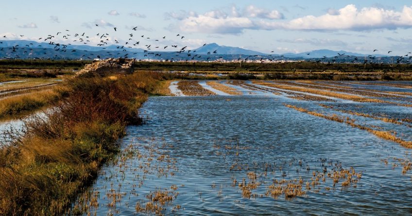 albufera